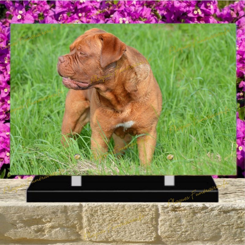 PLAQUE FUNÉRAIRE PLEXI CHIEN DOGUE DE BORDEAUX