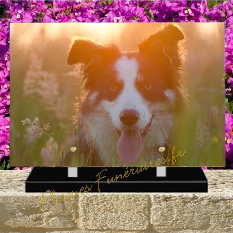 PLAQUE FUNÉRAIRE PLEXI CHIEN BORDER COLLIE PLAQUE FUNÉRAIRE PLEXI CHIEN BORDER COLLIE