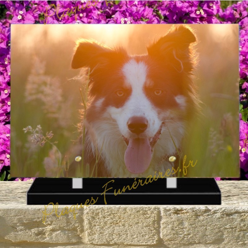 PLAQUE FUNÉRAIRE PLEXI CHIEN BORDER COLLIE