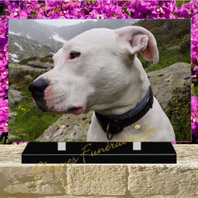 PLAQUE FUNÉRAIRE PLEXI CHIEN PITBULL