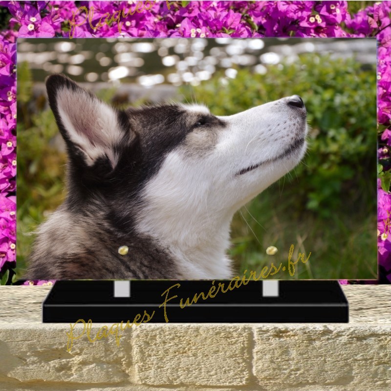 PLAQUE FUNÉRAIRE PLEXI CHIEN HUSKY