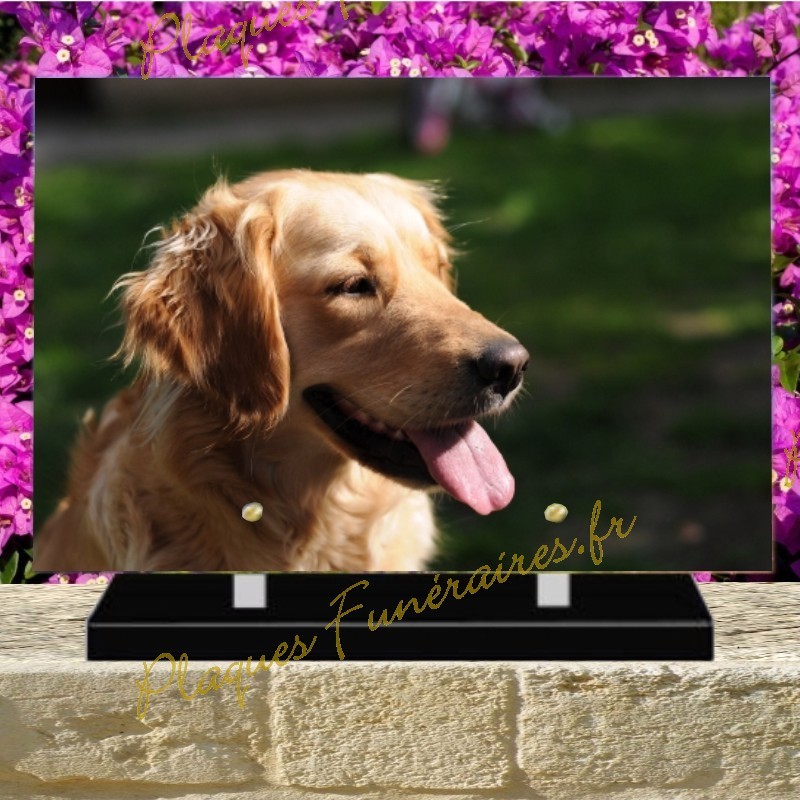 PLAQUE FUNÉRAIRE PLEXI CHIEN GOLDEN RETRIEVER