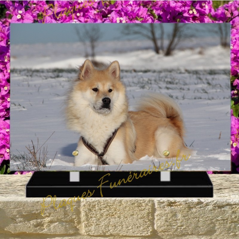 PLAQUE FUNÉRAIRE PLEXI CHIEN AKITA PLAQUE FUNÉRAIRE PLEXI CHIEN AKITA