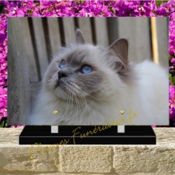 PLAQUE FUNÉRAIRE PLEXI CHAT RAGDOLL