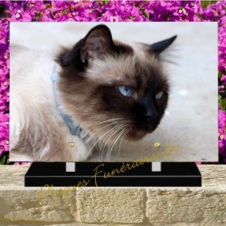 PLAQUE FUNÉRAIRE PLEXI CHAT BURMESE