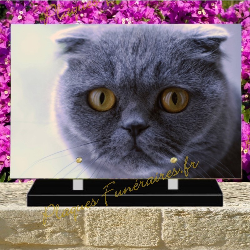 PLAQUE FUNÉRAIRE PLEXI CHAT SCOTTISH FOLD