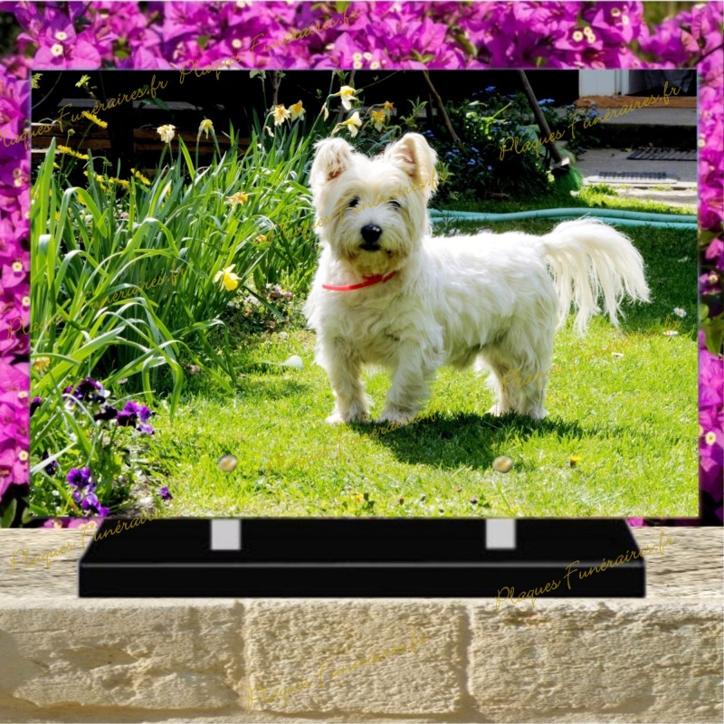 PLAQUE FUNÉRAIRE PLEXI CHIEN CAIRN TERRIER PLAQUE FUNÉRAIRE PLEXI CHIEN CAIRN TERRIER