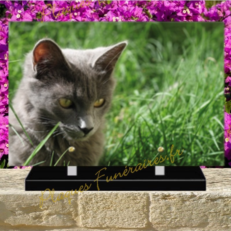 PLAQUE FUNÉRAIRE PLEXI CHAT 0243 PLAQUE FUNÉRAIRE PLEXI CHAT 0243