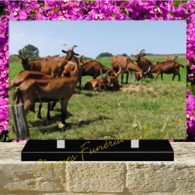 PLAQUE FUNÉRAIRE PLEXI CHEVRES 0258 PLAQUE FUNÉRAIRE PLEXI CHEVRES 0258