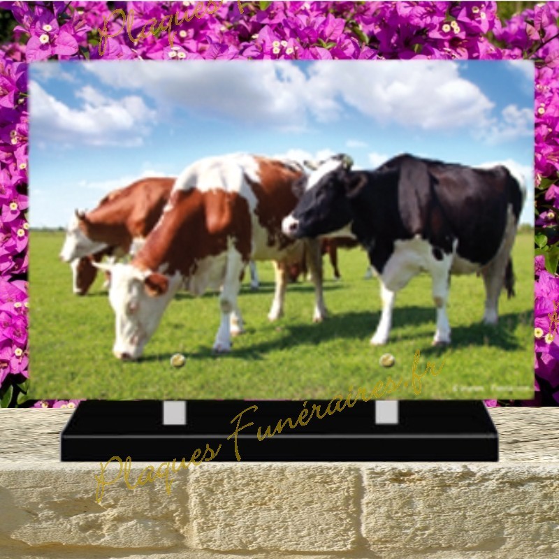 PLAQUE FUNÉRAIRE PLEXI VACHES 0260