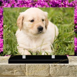 PLAQUE FUNÉRAIRE PLEXI CHIOT GOLDEN RETRIEVER