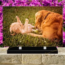 PLAQUE FUNÉRAIRE PLEXI CHIENS GOLDEN RETRIEVER