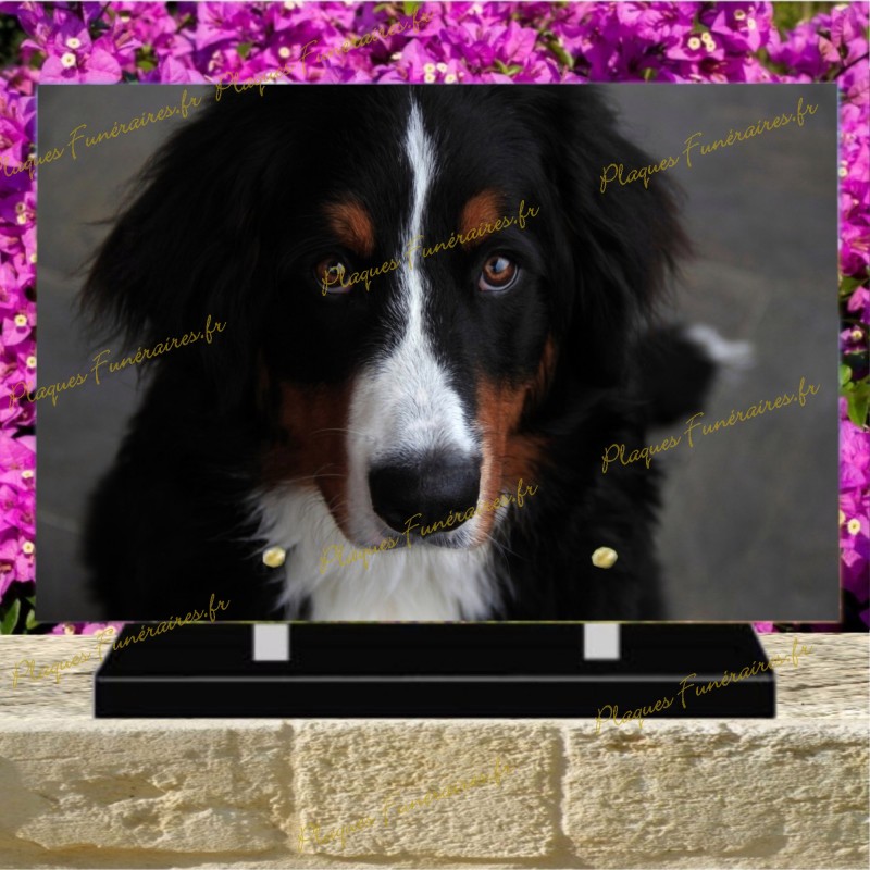 PLAQUE FUNÉRAIRE PLEXI CHIEN BOUVIER BERNOIS PLAQUE FUNÉRAIRE PLEXI CHIEN BOUVIER BERNOIS