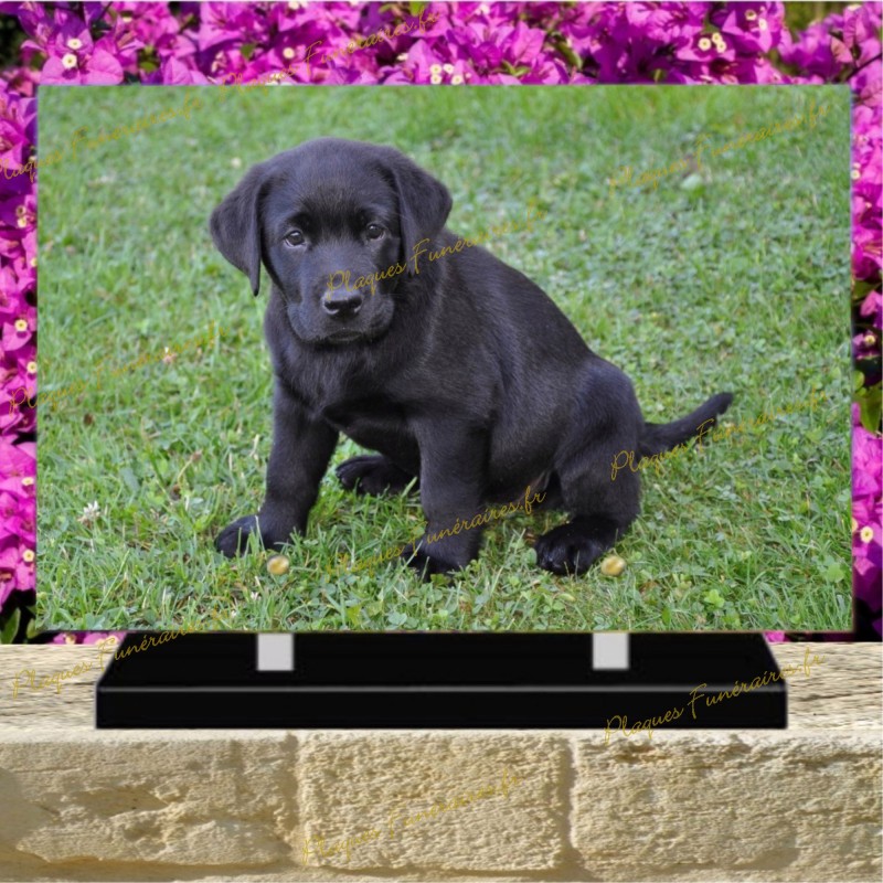 PLAQUE FUNÉRAIRE PLEXI CHIEN LABRADOR NOIR PLAQUE FUNÉRAIRE PLEXI CHIEN LABRADOR NOIR