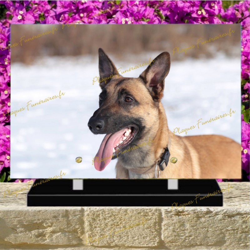 PLAQUE FUNÉRAIRE PLEXI CHIEN MALINOIS II