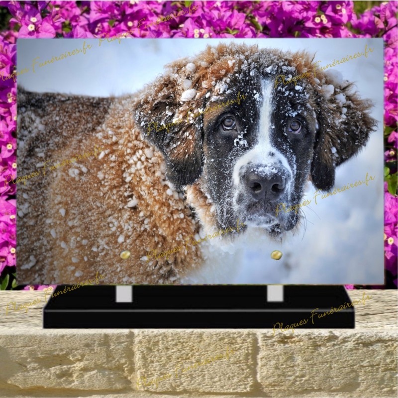 PLAQUE FUNÉRAIRE PLEXI CHIEN SAINT BERNARD II PLAQUE FUNÉRAIRE PLEXI CHIEN SAINT BERNARD II