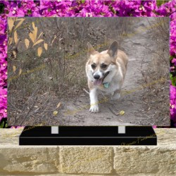 PLAQUE FUNÉRAIRE PLEXI CHIEN WELSH CORGI CARDIGAN