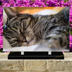 PLAQUE FUNÉRAIRE PLEXI CHAT AMERICAN SHORTHAIR