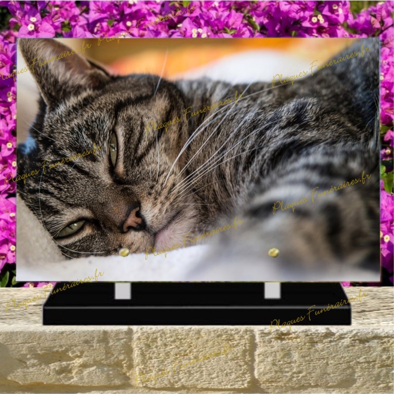 PLAQUE FUNÉRAIRE PLEXI CHAT AMERICAN SHORTHAIR PLAQUE FUNÉRAIRE PLEXI CHAT AMERICAN SHORTHAIR