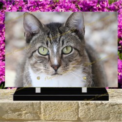 PLAQUE FUNÉRAIRE PLEXI CHAT AMERICAN WIREHAIR