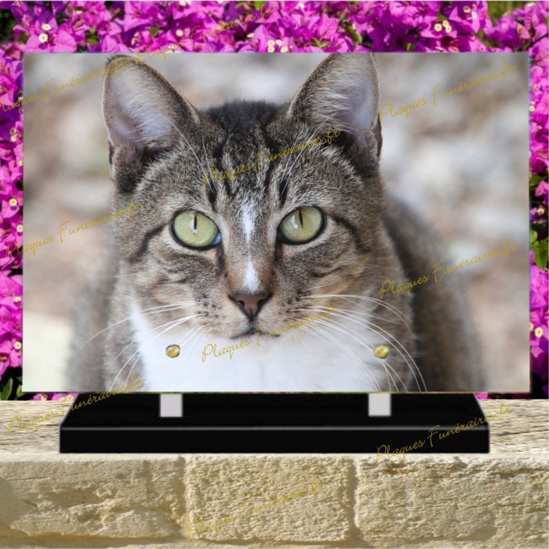 PLAQUE FUNÉRAIRE PLEXI CHAT AMERICAN WIREHAIR PLAQUE FUNÉRAIRE PLEXI CHAT AMERICAN WIREHAIR