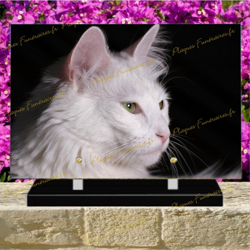 PLAQUE FUNÉRAIRE PLEXI CHAT ANGORA TURC PLAQUE FUNÉRAIRE PLEXI CHAT ANGORA TURC