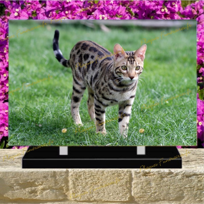 PLAQUE FUNÉRAIRE PLEXI CHAT DU BENGAL PLAQUE FUNÉRAIRE PLEXI CHAT DU BENGAL