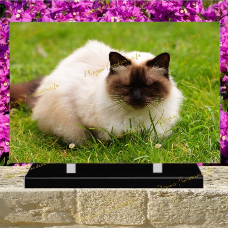 PLAQUE FUNÉRAIRE PLEXI CHAT BIRMAN