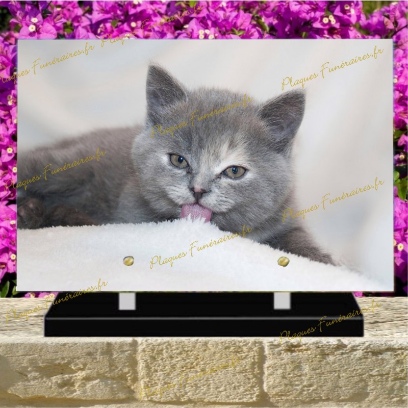 PLAQUE FUNÉRAIRE PLEXI CHAT BRITISH SHORTHAIR PLAQUE FUNÉRAIRE PLEXI CHAT BRITISH SHORTHAIR