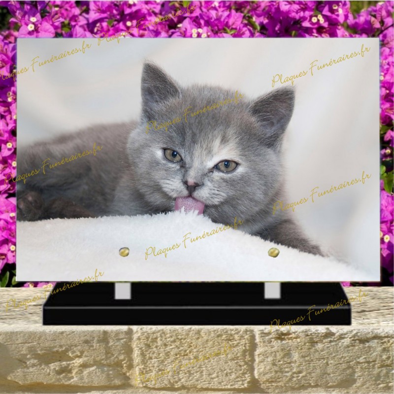 PLAQUE FUNÉRAIRE PLEXI CHAT BRITISH SHORTHAIR