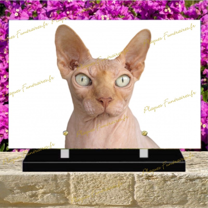 PLAQUE FUNÉRAIRE PLEXI CHAT DEVON REX