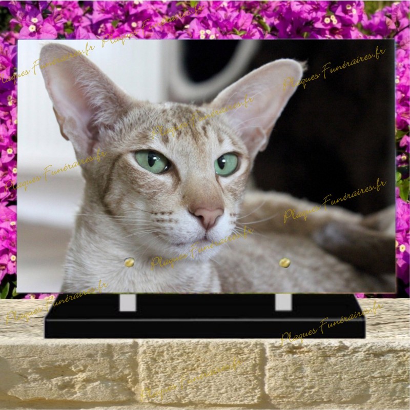 PLAQUE FUNÉRAIRE PLEXI CHAT ORIENTAL PLAQUE FUNÉRAIRE PLEXI CHAT ORIENTAL