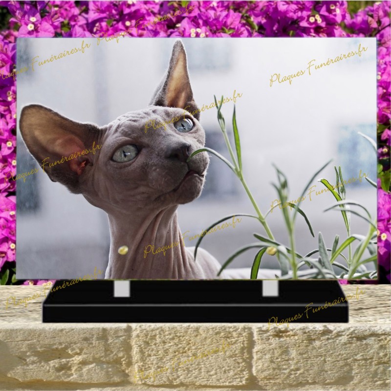 PLAQUE FUNÉRAIRE PLEXI CHAT PETERBALD